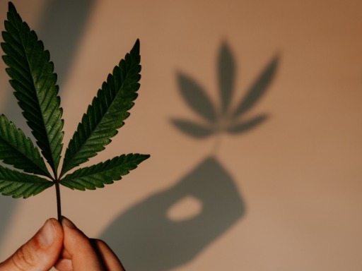 Una persona con in mano una foglia di cannabis verde