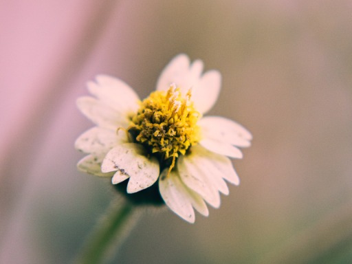 Blomma, suddig bakgrund